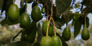 Avocado farming
