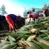 Farmers load harvested maize onto a pick-up van in Kirinyaga County 