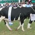 A Friesian dairy cow in Eldoret