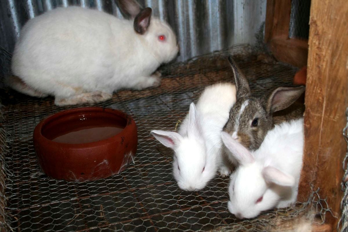 Weaning hot sale baby rabbits