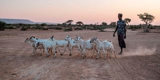 Drought in Horn of Africa