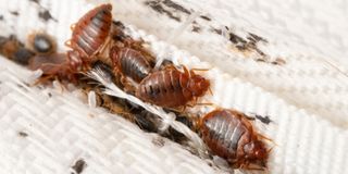bedbugs photo