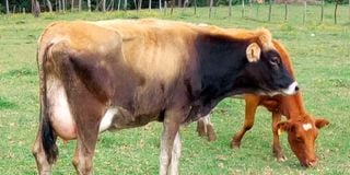 A jersy cow and calf. 