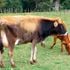 A jersy cow and calf. 