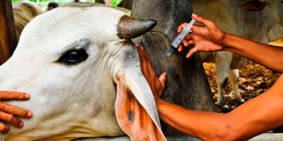 A cow getting vaccinated.