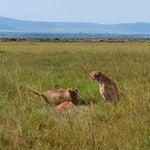 Ruka and Rafiki gorging on their impala kill in Mara Triangle. 