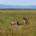 Ruka and Rafiki gorging on their impala kill in Mara Triangle. 