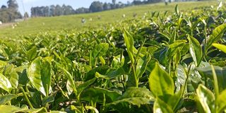 A tea farm in Nandi county