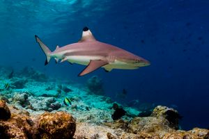 Blacktip Reef Sharks