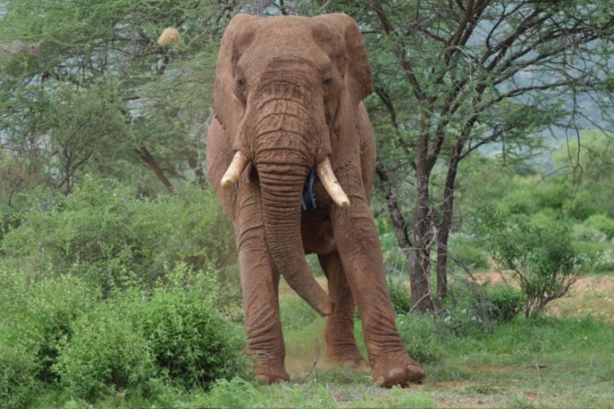 ‘Mama's boy’ elephant Edison, 37, dies in Samburu | Nation