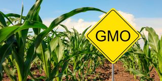 GMO maize 