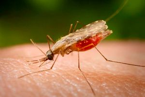 Anopheles mosquito, mosquitoes, malaria