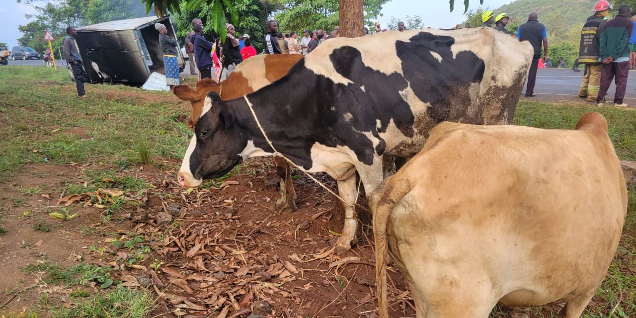 Angry Villagers Lynch Two Suspected Livestock Thieves Nation