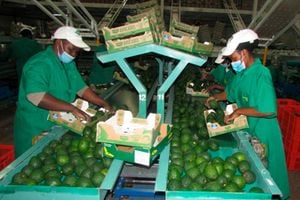 Kakuzi Plc workers packaging avocados.