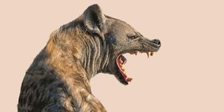 Hyena