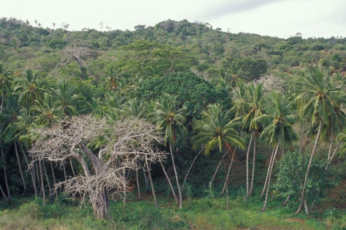 Slice of Kaya forest under threat of destruction by the state