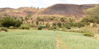 Agricultural activities at the foot of Aberdare ranges in Nyandarua County