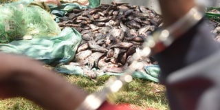 Lake Nakuru illegal fishing
