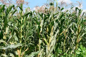 maize farm