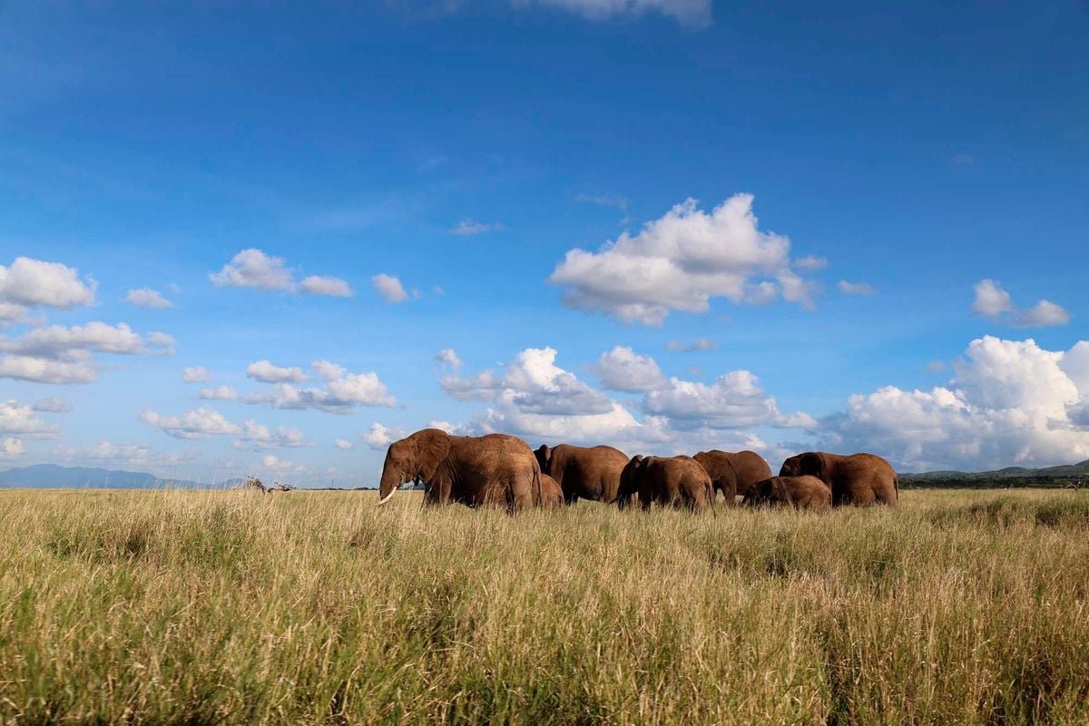 Man versus wildlife Human development disrupts decades old wildlife migration routes in Kenya