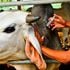 A cow getting vaccinated.