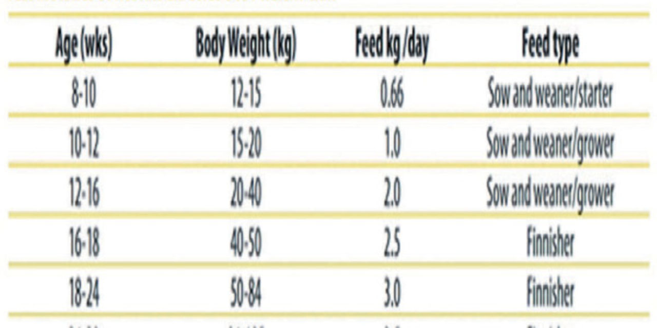 Vet on Call Simplified guide to feeding pigs Nation