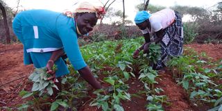  Lopoin Women Group