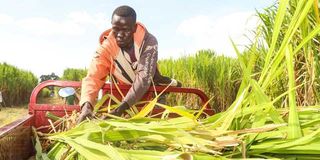 Juncao grass