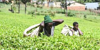 Workers at a tea farm in Kapsabet, Nandi County, in April last year. JARED NYATAYA