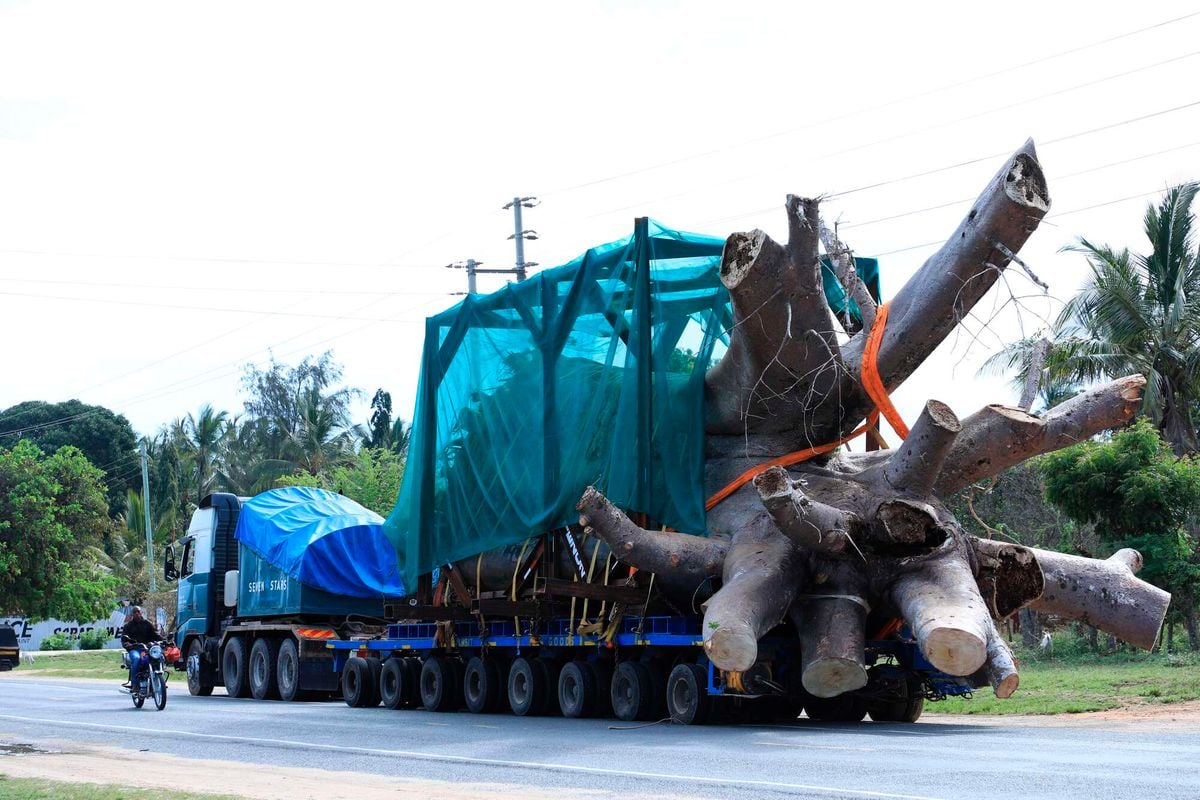 8 baobab trees exported from Kenya to a botanical park in Georgia die