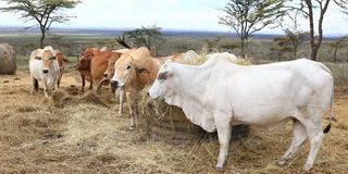 Boran cows