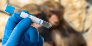 monkey vial virus