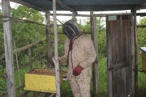 Bee keeping