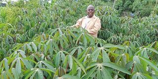 Cassava farm in Laikipia