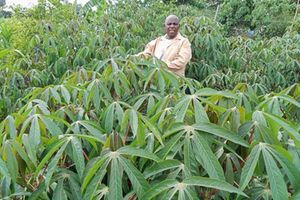 Cassava farm in Laikipia