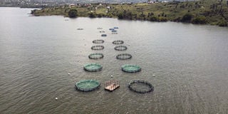 Aquaculture 2-Online