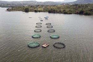 Aquaculture 2-Online