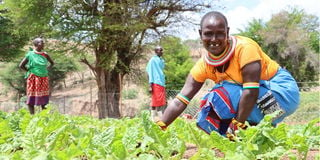 Para Lepeta harvests spinach in Ngilai village, Samburu East.