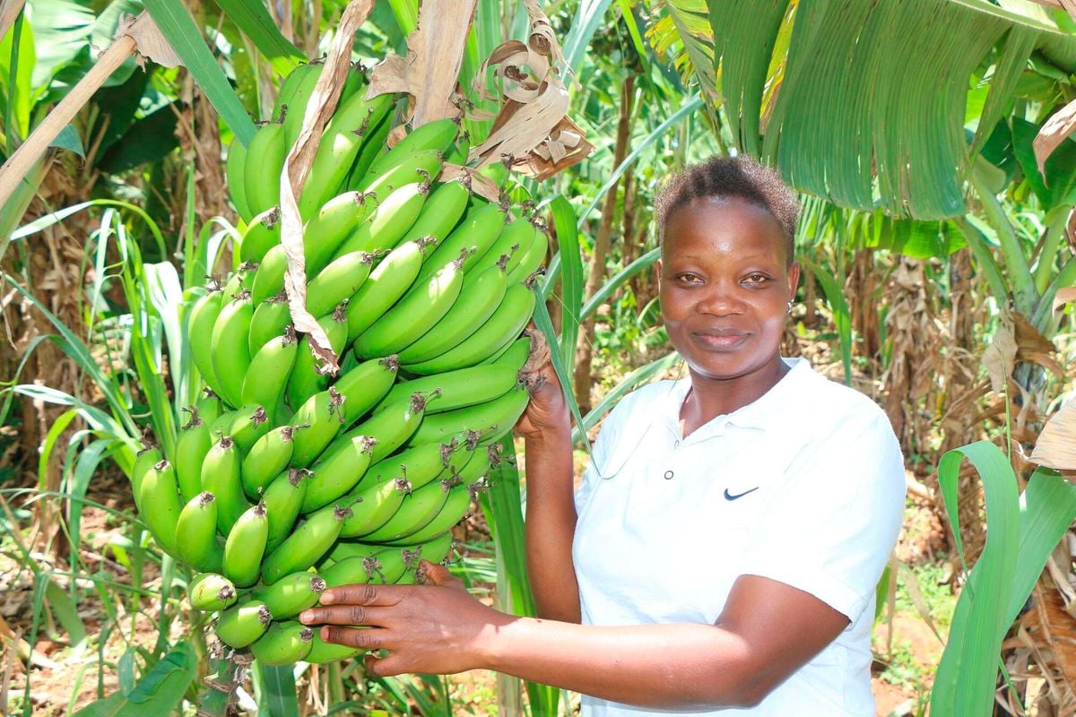 Inside the banana value chain that changed fortunes in Vihiga villages