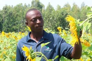 Sunflower farm