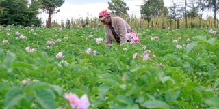 Potato farm