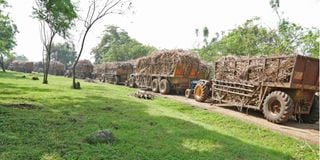 Tractors line up to offload sugar cane at the Chemelil Sugar Factory