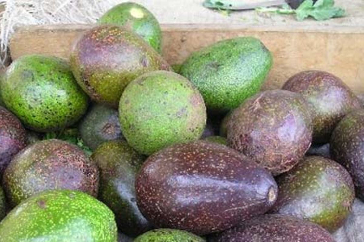 Avocado exports to resume | Nation