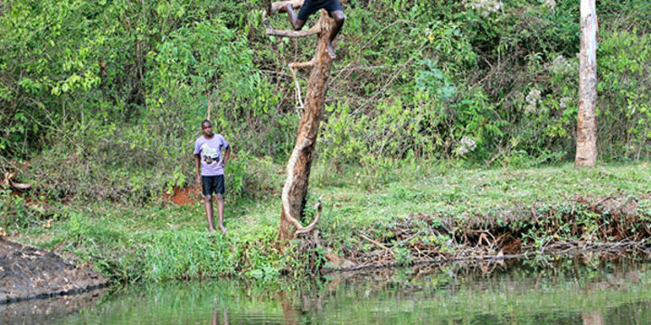 Gura, the ‘Usain Bolt of rivers’ | Nation