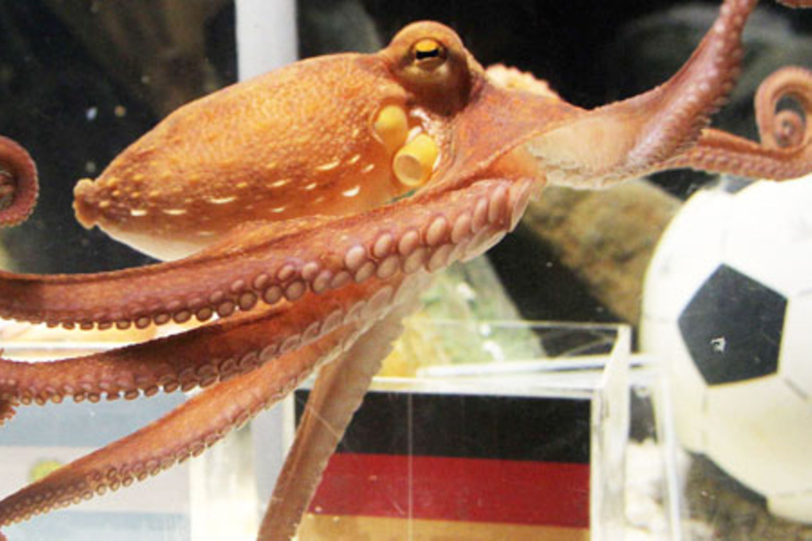 The Amazing Tale of Paul the Psychic Octopus: Germany's World Cup Soothsayer