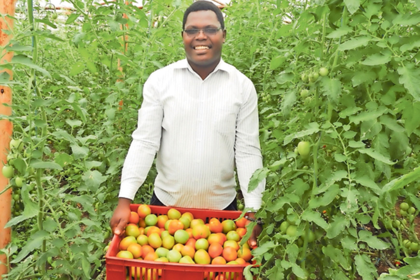 A tale of excellence for star 9065 f1 AKA Sprinter hybrid tomato in  Banket.. A success story from our farmer Mr Godobo who grows Star…