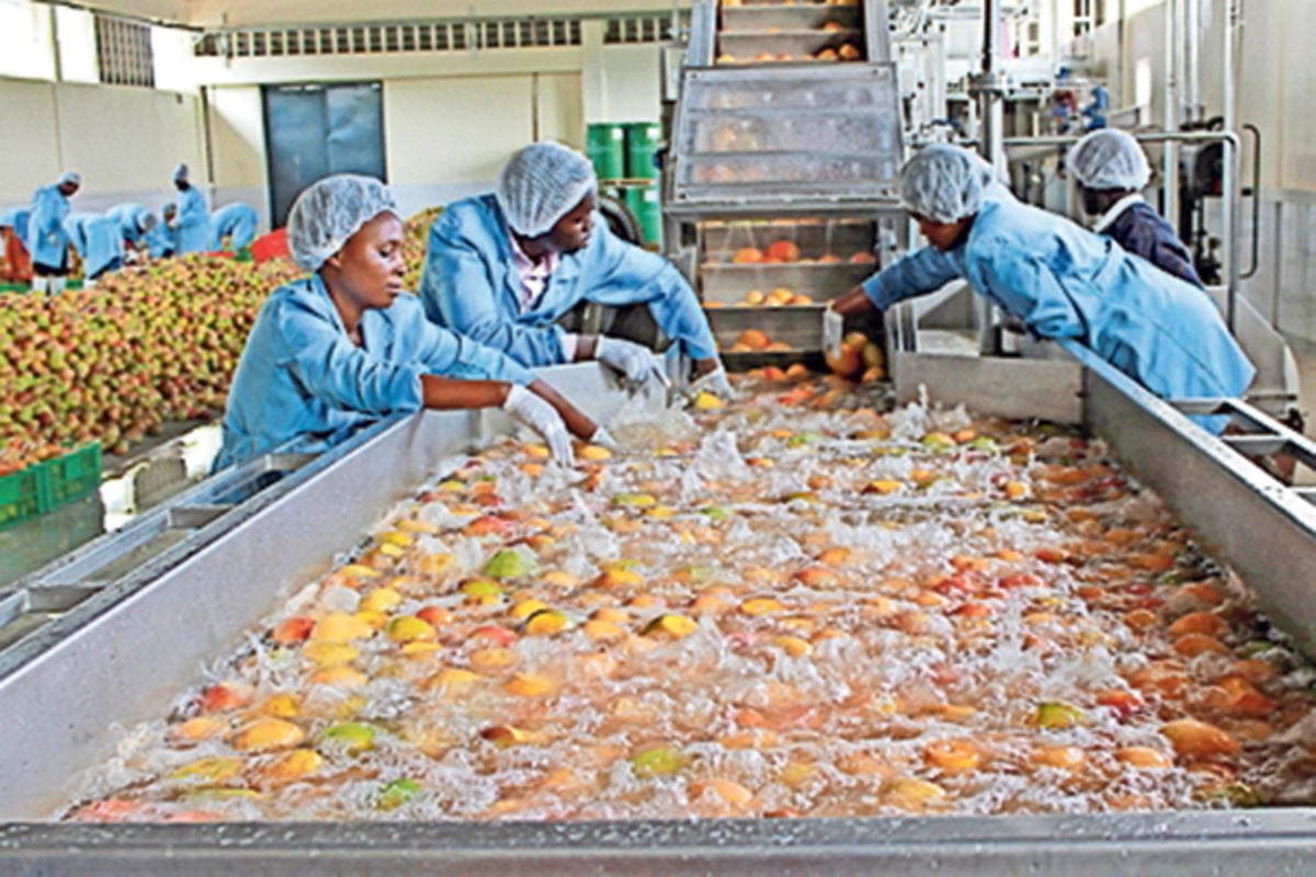 Six things to consider before setting up fruit processing plant | Nation