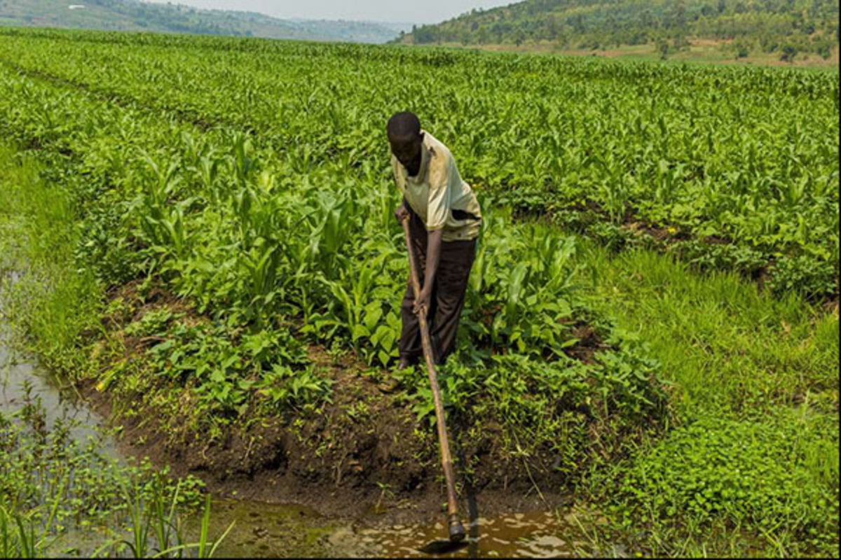 Rwanda’s farming revolution