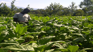 tobacco farmer